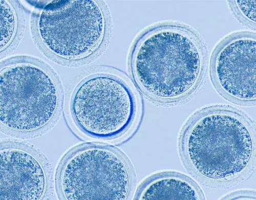 泰國做試管嬰兒都有哪些流程